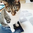 뚱냥이네 | 뚱냥이 고양이 다이어트 사료 웰츠 내돈내산후기