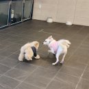 스누독 이미지