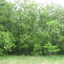 권오길 박사가 들려주는 아까시나무(○), 아카시아(×), 아카시(×) 이미지