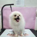 뽀짝뽀짝 애견 미용실 이미지