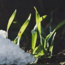 봄의기운 이미지