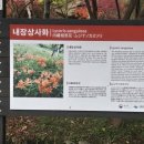 현대A 택시승강장 | 내장산 단풍 절정시기 택시투어 vs 셔틀버스 솔직후기