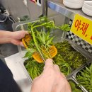 신흥장어 이미지