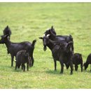 염소맛집 이미지