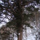 [명산110108] 태백산 주목나무 사진모음 이미지