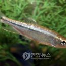 민물고기전시관 Daum카페