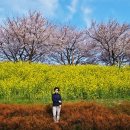 대저생태공원 이미지