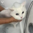 스완코코 이미지