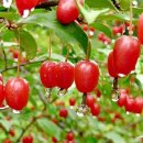 보리수칼국수 이미지