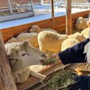 마루목장 | 강원도 평창 대관령 양떼목장 겨울 방문 눈 후기 굿즈