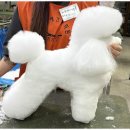 베스트 의정부 애견 미용학원 | 의정부실견수업 의정부 애견미용학원 체험 후기 전격 공개