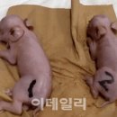 돼지통신 이미지
