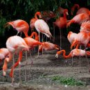 플라밍고 이미지
