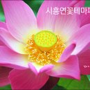 9월의 연꽃도 예뻤다, 관곡지와 연꽃테마파크/ 경기도 시흥 이미지