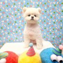 예쁘다 펫살롱 이미지