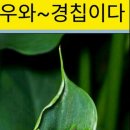 옥수양만