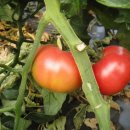 서구농장 이미지