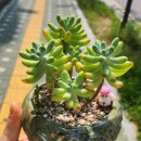 연지곤지공방