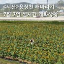 서산 용장천 해바라기 명소 7월 7일 해바라기 개화상황 실시간,사진팁,주차 안내