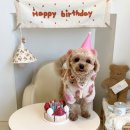 멍멍's | 청주 강아지 케이크 가경동 멍멍상회 말티푸 생일파티 생일상 후기