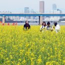 그냥 심심해서요. (21451) 반포한강공원에 핀 유채꽃 이미지