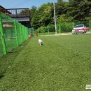 개들의왕국 이미지