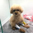 더오래 동물병원 이미지