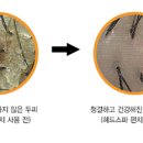 키모