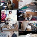 이상순농장 이미지