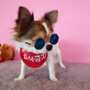 멍블리 애견카페 이미지