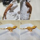 게코블랑