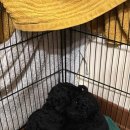 크러쉬 푸들 이미지