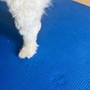 꾸브라꼬숯불두마리치킨석사점 이미지