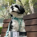 엠엔바이오 | 강아지관절영양제 추천 | 4살 강아지영양제 엠엔바이오랩 탄탄케어 솔직후기