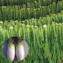 토종채소 가드닝 이미지