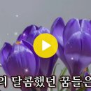 엄마꽃 /안성훈 이미지