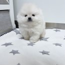 도그 프렌즈 이미지