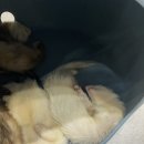 히히냥냥 이미지