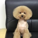 시저독 이미지