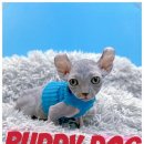 버디독 고양이분양 강아지분양 안심분양센터 인천점 이미지