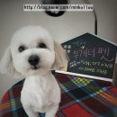 투개더 펫 이미지