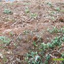 고실농장 이미지