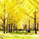 은행나무 이미지