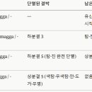 승수념(僧隨念, Saṅghānussati) 심층 분석 이미지