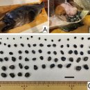 자연산 surge grouper Epinephelus socialis복강 기생 미포자충 Glugea 이미지