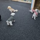 동천유치원 | [순천 체험] 🐶순천 애견 미용은 바로 여기!! &#39;빵긋하개&#39; (feat. 애견유치원, 애견호텔, 산책서비스)