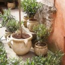 올리브나무 이미지