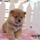 착한애견분양강아지 수원광교본점 이미지