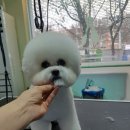 그루밍:담 이미지