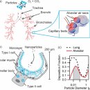 Re: Pulmonary surfactant 폐 표면활성제.. 2020 nature!! 이미지